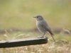 Black Redstart at Gunners Park (Steve Arlow) (49629 bytes) Black Redstart at Gunners Park (Steve Arlow) (49629 bytes)